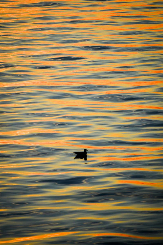 Drifting Dreams