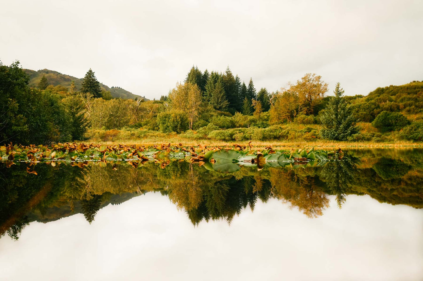 Grassy Reflections