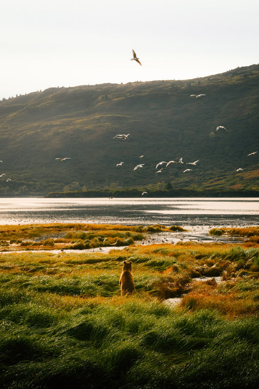 Curious Horizons