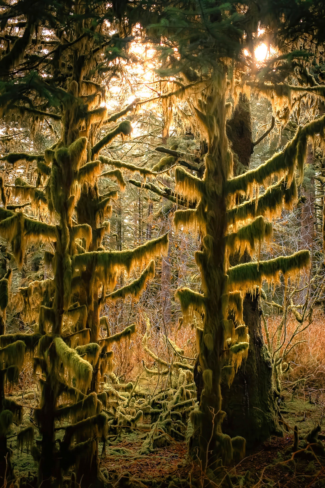 Sitka Spruce Shadows
