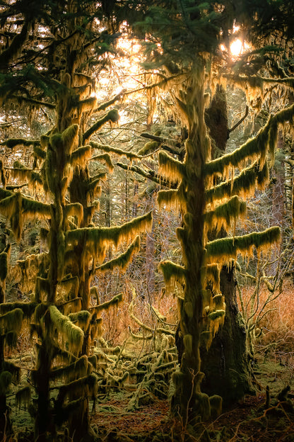 Sitka Spruce Shadows