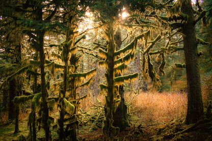 Sitka Spruce Shadows