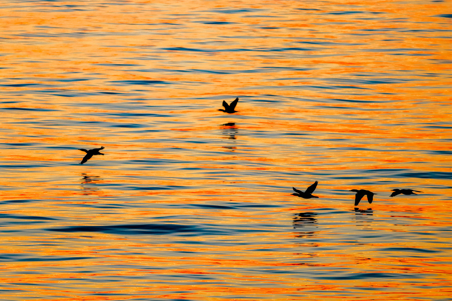 Sunset Migration