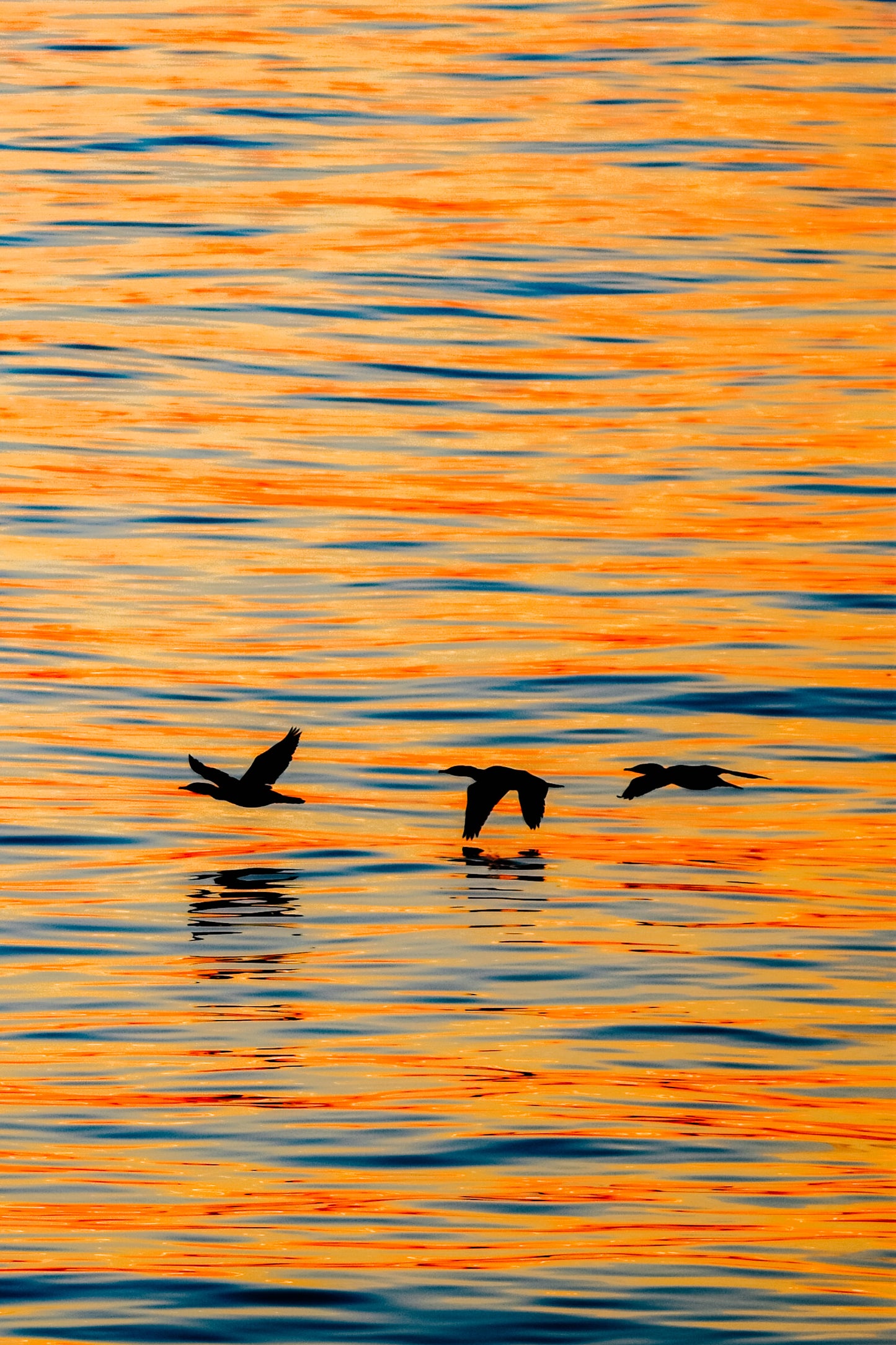 Sunset Migration